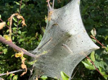 <i>Eriogaster lanestris</i>