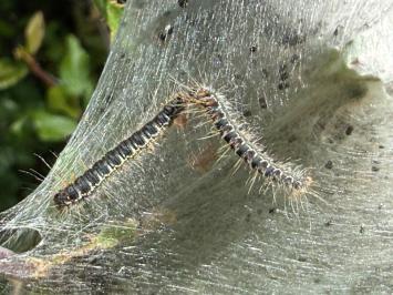 <i>Eriogaster lanestris</i>