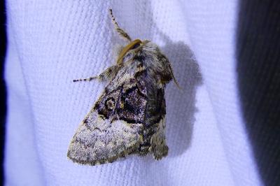 <i>Colocasia coryli</i>