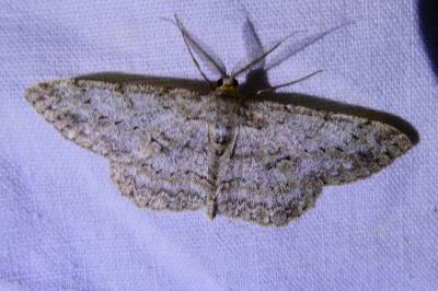 <i>Ectropis crepuscularia</i>
