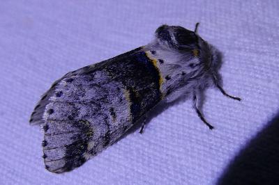 <i>Furcula bifida</i>