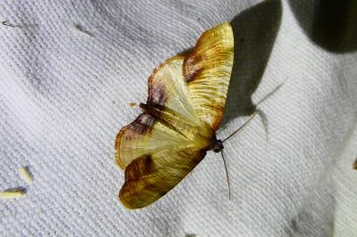 <i>Plagodis dolabraria</i>