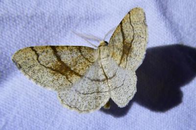 <i>Adactylotis contaminaria</i>