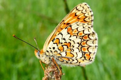 <i>Melitaea phoebe</i>