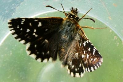 <i>Pyrgus malvae</i>