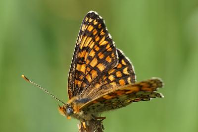 <i>Melitaea phoebe</i>