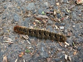 <i>Lasiocampa quercus</i>