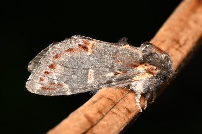 <i>Notodonta dromedarius</i>