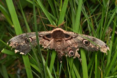 <i>Saturnia pyri</i>