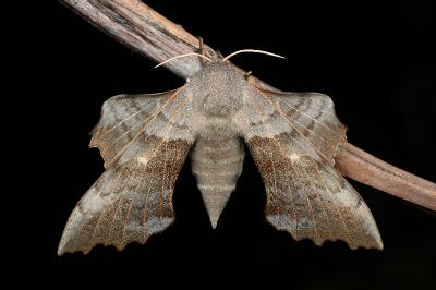 <i>Laothoe populi</i>