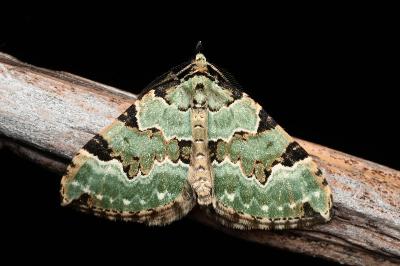 <i>Colostygia pectinataria</i>