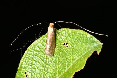 <i>Nematopogon adansoniella</i>