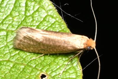 <i>Nematopogon adansoniella</i>