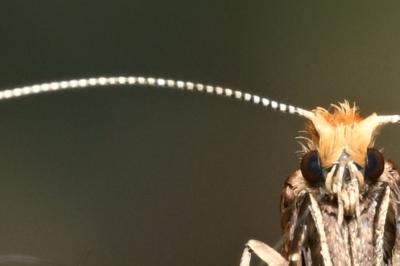 <i>Nematopogon adansoniella</i>