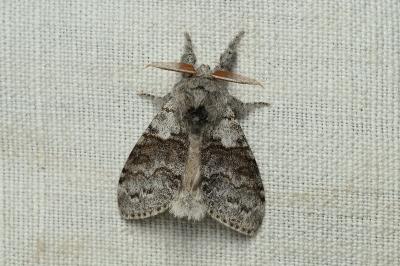 <i>Calliteara pudibunda</i>