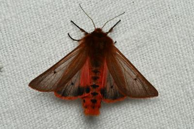 <i>Phragmatobia fuliginosa</i>