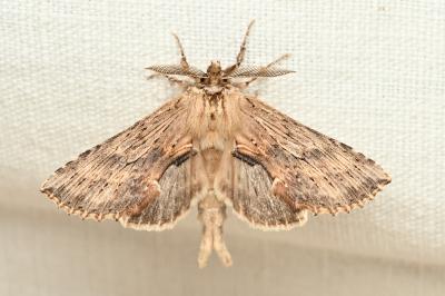 <i>Pterostoma palpina</i>