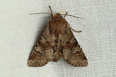 <i>Apamea sordens</i>