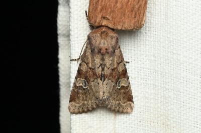 <i>Apamea sordens</i>