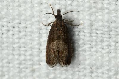 <i>Dichrorampha acuminatana</i>