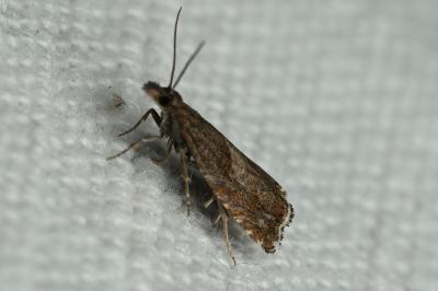 <i>Dichrorampha acuminatana</i>