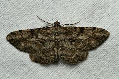 <i>Peribatodes rhomboidaria</i>