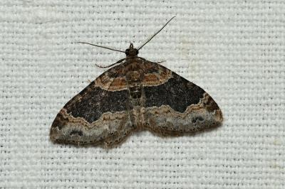 <i>Xanthorhoe ferrugata</i>