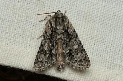 <i>Acronicta auricoma</i>
