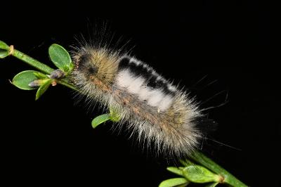 <i>Gynaephora fascelina</i>