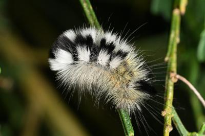 <i>Gynaephora fascelina</i>