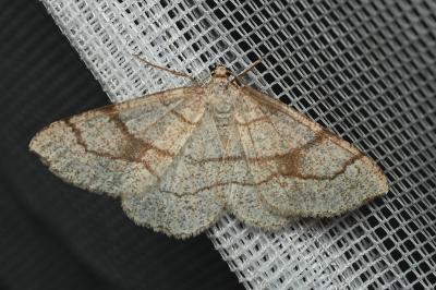 <i>Adactylotis contaminaria</i>