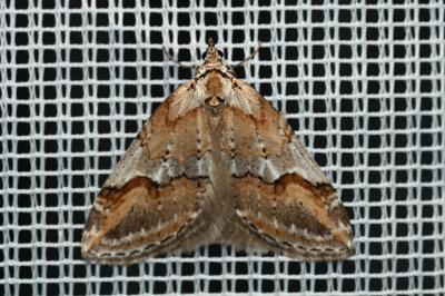 <i>Chesias rufata</i>