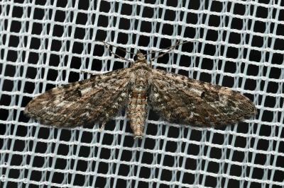 <i>Eupithecia nanata</i>