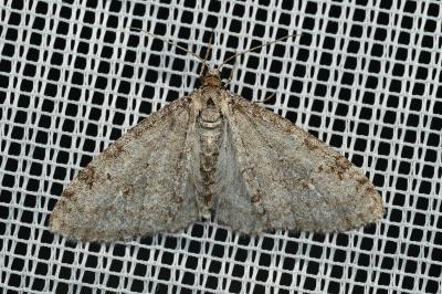 <i>Trichopteryx carpinata</i>