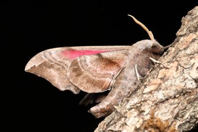 <i>Smerinthus ocellatus</i>