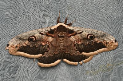 <i>Saturnia pyri</i>