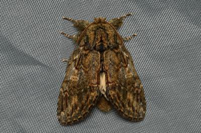 <i>Peridea anceps</i>