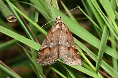 <i>Chesias rufata</i>