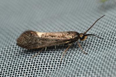 <i>Esperia sulphurella</i>