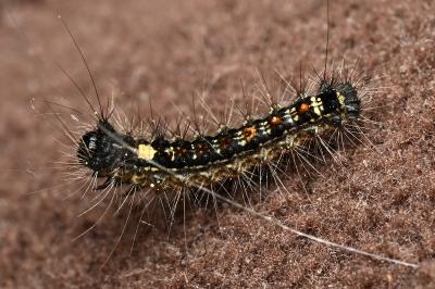 <i>Lymantria dispar</i>