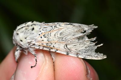 <i>Cerura vinula</i>