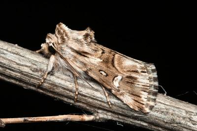 <i>Calophasia lunula</i>