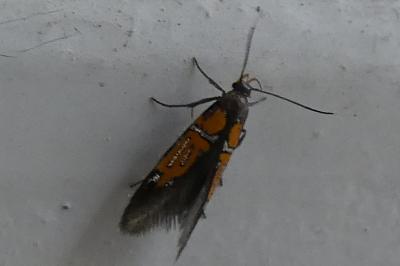 <i>Schiffermuelleria schaefferella</i>