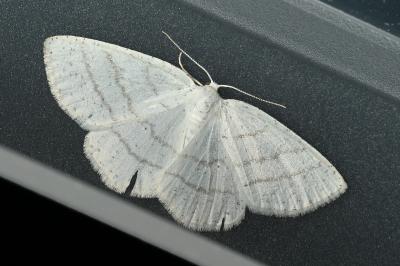 <i>Cabera pusaria</i>