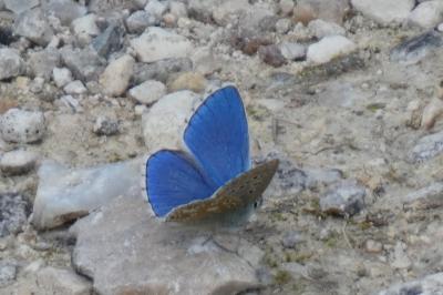 <i>Lysandra bellargus</i>