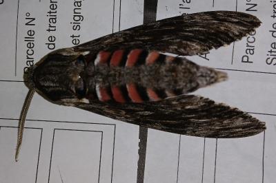 <i>Agrius convolvuli</i>