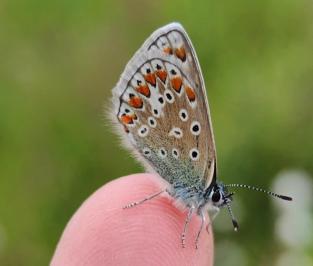 <i>Aricia agestis</i>