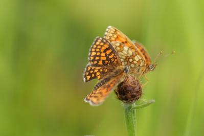 Melitaea athalia
