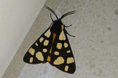 <i>Arctia villica</i>