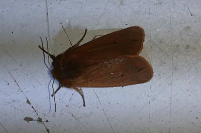 <i>Phragmatobia fuliginosa</i>